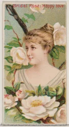 Brautrose: Glückliche Liebe, aus der Serie Blumenpracht und Blumensprache N75 für..., 1892