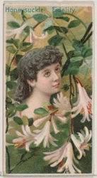 Geißblatt: Treue, aus der Serie Blumenpracht und Blumensprache N75 für D..., 1892