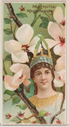 Magnolie: Pracht, aus der Serie Blumenpracht und Blumensprache N75 für ..., 1892