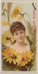 Ringelblume: Verachtung, aus der Serie Blumen-Schönheiten und Sprache der Blumen N75 für Duke ..., 1892