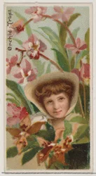 Orchidee: Vertrauen, aus der Serie Floral Beauties and Language of Flowers N75 für Duke, 1892