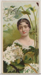 Schneeball: Gedanken an den Himmel, aus der Serie Blumenpracht und Blumensprache N75..., 1892