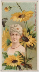 Sonnenblume: Hochmut, aus der Serie Blumenpracht und Blumensprache N75, 1892