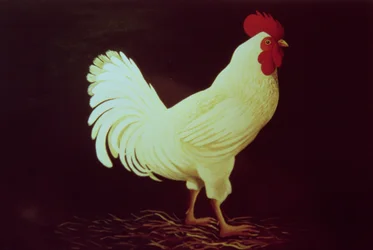 Hahn