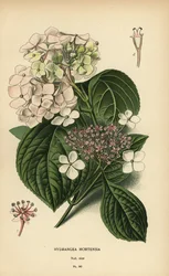 Großblättrige Hortensie, Hydrangea macrophylla