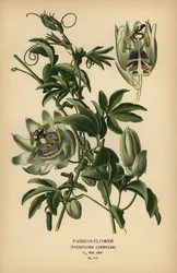 Blaue Passionsblume, Passiflora caerulea