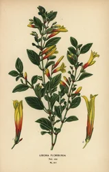 Brasilianische Fuchsie, Justicia floribunda (Libonia floribunda). Chromolithographie nach einer Illustration von Desire Bois aus Edward Step