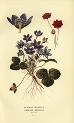 Leberblümchen, Anemone hepatica