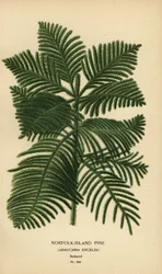 Cook-Kiefer, Araucaria columnaris. (Norfolk-Insel-Kiefer, Araucaria excelsa). Chromolithographie nach einer Illustration von Desire Bois aus Edward Step