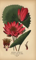 Ägyptische Seerose, Nymphaea lotus