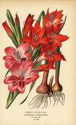Genter Gladiole, Gladiolus x gandavensis. Chromolithographie nach einer Illustration von Desire Bois aus Edward Step