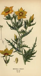Goldene Bartonie oder Lindleys Blazingstar, Mentzelia lindleyi