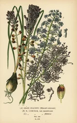 Traubenhyazinthe, Leopoldia comosa (Muscari comosum, var. monstrosum, var. plumosa). Chromolithographie nach einer Illustration von Desire Bois aus Edward Step