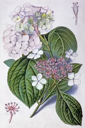 Hortensie, frühes 20. Jahrhundert (Illustration)
