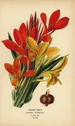 Indisches Blumenrohr, Canna indica Hybriden