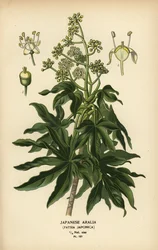 Japanische Aralie oder Glanzblatt-Papierpflanze, Fatsia japonica