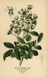 Vielblütige Rose, Rosa multiflora
