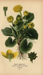 Sumpfdotterblume, Caltha palustris