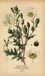 Mexikanischer Mohn, Argemone grandiflora