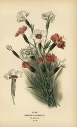 Nelke, Dianthus plumarius