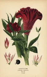 Federbusch-Hahnenkamm oder Silber-Brandschopf, Celosia argentea (Hahnenkamm, Celosia cristata). Chromolithografie nach einer Illustration von Désiré Bois aus Edward Steps Favourite Flowers of Garden and Greenhouse, Frederick Warne, London