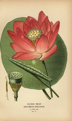 Heiliger Lotus oder Indische Lotosblume, Nelumbo nucifera