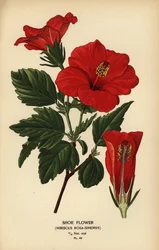 Schuhblume oder Chinarose, Hibiscus rosa-sinensis