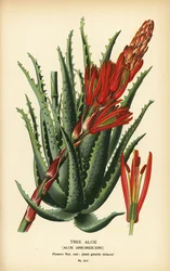 Baum-Aloe, Aloe arborescens. Chromolithographie aus einer Illustration von Desire Bois aus Edward Step