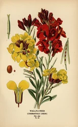 Goldlack, Erysimum × cheiri