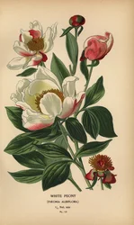 Weiße Pfingstrose, Paeonia lactiflora