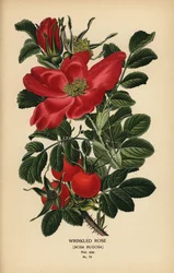 Faltenrose, Rosa rugosa