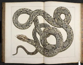 Ein Python, aus 