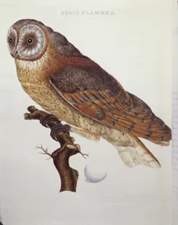 Schleiereule (Strix Flammea) 1796