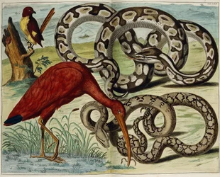 Vögel und Schlangen, Tafel 62, aus "Locupletissimi Rerum Naturalium Thesauri Accurata Descriptio", 1734-1765