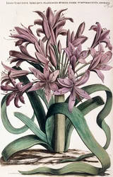 Lillio-Narcissus, 1697-1701