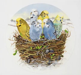 Wellensittiche in einem Nest, 1995