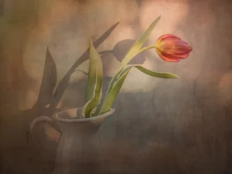 Warme Tulpenschatten