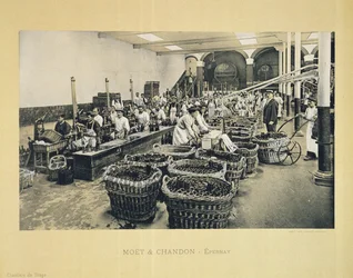 Champagnerabfüllung, aus La France Vinicole, veröffentlicht von Moet & Chandon, Epernay (Fotolitho)