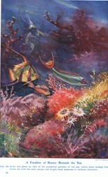 Ein Paradies der Schönheit unter dem Meer, Illustration aus 