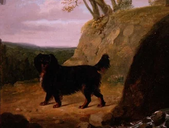 Ein Cocker Spaniel in der Landschaft