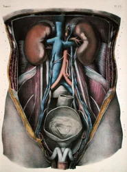 Die Nieren und die Blase, Tafel aus 