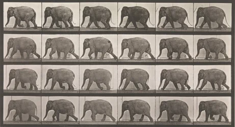 Tierlokomotion. Eine elektro-fotografische Untersuchung aufeinanderfolgender Phasen von Tieren..., 1880er Jahre
