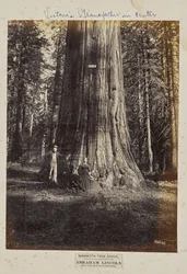 Mammutbaumhain, Calaveras County, Kalifornien. Abraham Lincoln. 320 Fuß hoch, 54 Fuß Umfang