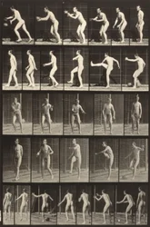 Tierbewegung (Tafel 300)