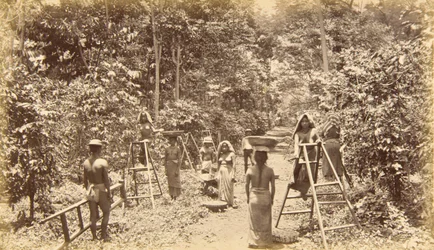 Kaffeeernte in San Isidro, Höhe 1000 Fuß, Guatemala