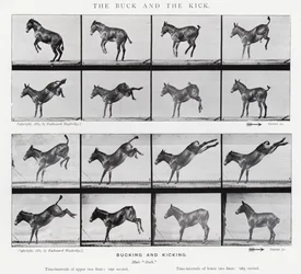 Eadweard Muybridge: Der Bock und der Tritt