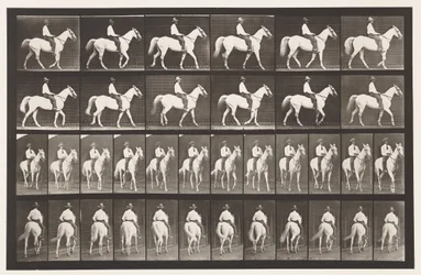 Tafel 579. Gehen; Sattel; Weißes Pferd Elberon, 1885