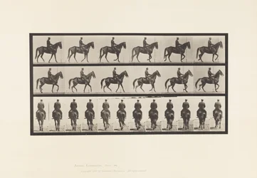 Tafel 584. Gehen; Sattel; Unregelmäßig; Braune Stute Beauty, 1885