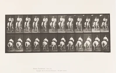 Tafel 604. Trabend; Sattel; Weißes Pferd Elberon