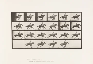 Tafel 625. Galopp; Vollblut Braunes Pferd Bouquet